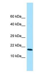 CRYPTIC antibody Western Blot of HeLa.