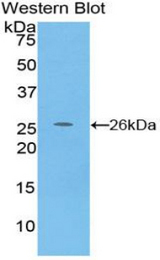 Western blot of recombinant CRYPTIC.