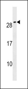 CFC1B Antibody western blot of NCI-H292 cell line lysates (35 ug/lane). The CFC1B antibody detected the CFC1B protein (arrow).