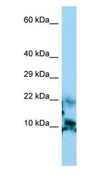 CGA / hCG antibody Western Blot of HepG2.