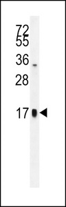 TSH-alpha Antibody western blot of HepG2 cell line lysates (35 ug/lane). The TSH-alpha antibody detected the TSH-alpha protein (arrow).