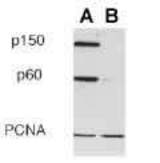 CAF-1 p60 (SS53) Antibody - Western Blot of: A. RKO cells with p150 ab, PCNA ab, CHAF1B Antibody LS-C2627 B. p150 RNAi knockdown