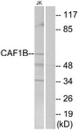 Western blot of extracts from Jurkat cells, using CAF1B Antibody. The lane on the right is treated with the synthesized peptide.