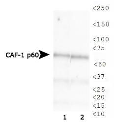 CAF-1 p60 Antibody (SS 24 1-68) - Western blot of CAF-1 p60 expression in 1) HeLa and 2) Cos7 whole cell lysates.