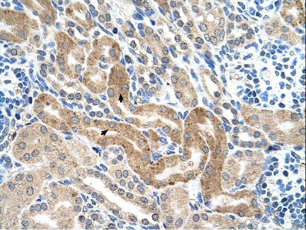 CHAF1B antibody LS-C80777 was used in IHC to stain formalin-fixed, paraffin-embedded human kidney.