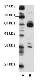 A: Marker, B: Transfected 293T Cell Lysate