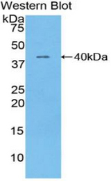 Western blot of recombinant TNNT1 / TNT.