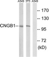 Western blot of extracts from NIH-3T3/A549 cells, using CNGB1 Antibody. The lane on the right was incubated with synthetic peptide.
