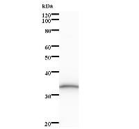 Western blot analysis of immunized recombinant protein, using anti-CNOT8 monoclonal antibody.