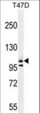 COL1A2 Antibody western blot of T47D cell line lysates (35 ug/lane). The COL1A2 antibody detected the COL1A2 protein (arrow).