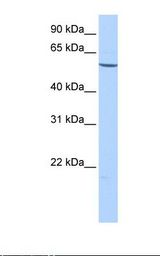 HepG2 cell lysate. Antibody concentration: 1.0 ug/ml. Gel concentration: 12%.