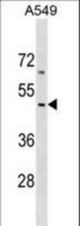 EMID2 Antibody western blot of A549 cell line lysates (35 ug/lane). The EMID2 antibody detected the EMID2 protein (arrow).