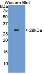 Western blot of recombinant COL4A2 / Collagen IV.