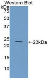 Western blot of recombinant COL6A1 / Collagen VI.