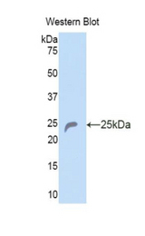 Western blot of recombinant COL6A1 / Collagen VI.