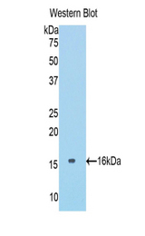Western blot of recombinant COL6A1 / Collagen VI.