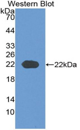 Western blot of recombinant COL6A3 / Collagen VI.