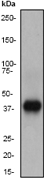 Western blot analysis on rat spleen lysate using anti-DAPK2 antibody, dilution 1:2000.