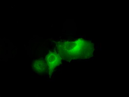 Anti-DAPK2 mouse monoclonal antibody immunofluorescent staining of COS7 cells transiently transfected by pCMV6-ENTRY DAPK2.