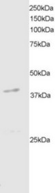 Staining (2 ug/ml) of Mouse Brain extracts (RIPA buffer, 35 ug total protein per lane). Primary incubated for 1 hour. Detected by chemiluminescence.