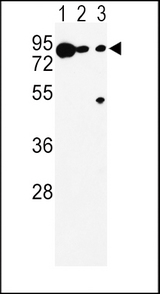 Western blot of DCT Antibody in K562(lane 1), A375(lane 2), Ramos(lane 3) cell line lysates (35 ug/lane). DCT (arrow) was detected using the purified antibody.