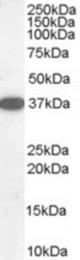 Antibody staining (0.1 ug/ml) of human kidney lysate (RIPA buffer, 35 ug total protein per lane). Primary incubated for 1 hour. Detected by Western blot of chemiluminescence.
