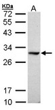 Sample (30 ug of whole cell lysate). A: Raji. 12% SDS PAGE. DDAH / DDAH1 antibody diluted at 1:1000.