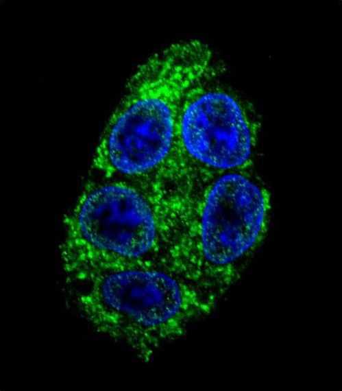 Confocal immunofluorescent of DDAH1 Antibody with HepG2 cell followed by Alexa Fluor 488-conjugated goat anti-rabbit lgG (green). DAPI was used to stain the cell nuclear (blue).