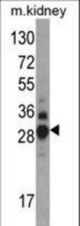 Western blot of DDAH1 Antibody in mouse kidney tissue lysates (35 ug/lane). DDAH1 (arrow) was detected using the purified antibody.