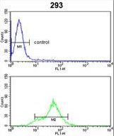 DDAH1 Antibody flow cytometry of 293 cells (bottom histogram) compared to a negative control cell (top histogram). FITC-conjugated goat-anti-rabbit secondary antibodies were used for the analysis.