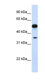 DDAH1 antibody LS-B5857 Western blot of Fetal Liver lysate.