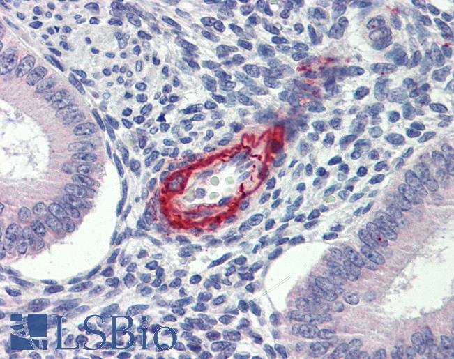 Anti-DDAH2 antibody IHC of human uterus. Immunohistochemistry of formalin-fixed, paraffin-embedded tissue after heat-induced antigen retrieval. Antibody LS-B4001 concentration 5 ug/ml.