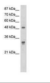 HepG2 Cell Lysate