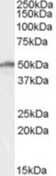 Antibody (0.5 ug/ml) staining of K562 cell lysate (35 ug protein in RIPA buffer). Primary incubation was 1 hour. Detected by chemiluminescence.