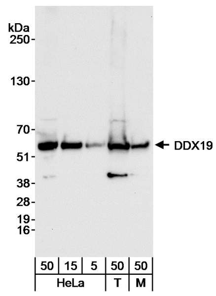 Detection of Human and Mouse DDX19 by Western Blot. Samples: Whole cell lysate from HeLa (5, 15 and 50 ug), 293T (T; 50 ug) and NIH3T3 (M; 50 ug) cells. Antibody: Affinity purified rabbit anti-DDX19 antibody used at 0.04 ug/ml for WB. Detection: Chemiluminescence with an exposure time of 10 seconds.