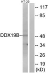 Western blot of extracts from HT-29 cells, using DDX19B Antibody. The lane on the right is treated with the synthesized peptide.