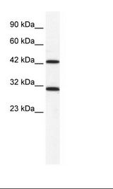 HepG2 Cell Lysate