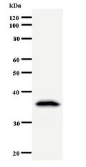 Western blot of immunized recombinant protein using DDX39 antibody.