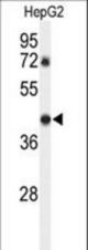 Western blot of DDX39 Antibody (Center Y265) in HepG2 cell line lysates (35 ug/lane). DDX39 (arrow) was detected using the purified antibody.
