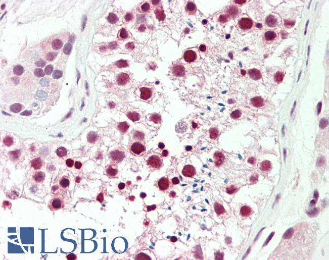 Anti-DDX39 / BAT1 antibody IHC staining of human testis. Immunohistochemistry of formalin-fixed, paraffin-embedded tissue after heat-induced antigen retrieval. Antibody LS-B10959 dilution 1:100.