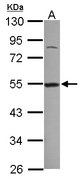 Sample (30 ug of whole cell lysate) A: A549 10% SDS PAGE DDX39A / DDX39 antibody diluted at 1:1000