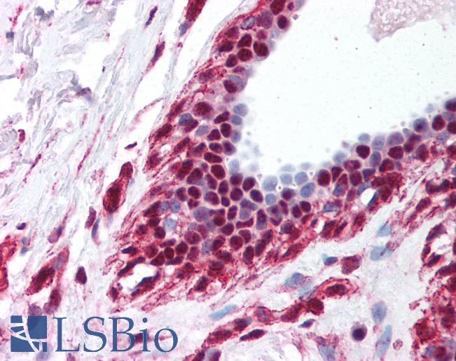 Anti-DDX39B / UAP56 antibody IHC of human breast. Immunohistochemistry of formalin-fixed, paraffin-embedded tissue after heat-induced antigen retrieval. Antibody LS-B1512 concentration 5 ug/ml.