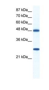 DDX39B / UAP56 antibody LS-B1512 Western blot of Jurkat lysate.