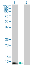 Western Blot analysis of DEFB4 expression in transfected 293T cell line by DEFB4 monoclonal antibody (M01), clone 4C4.Lane 1: DEFB4 transfected lysate(7.038 KDa).Lane 2: Non-transfected lysate.