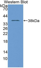 Western blot of recombinant TNP1 / TP1.