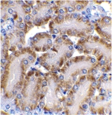 Immunohistochemistry of CAD in mouse kidney tissue with CAD antibody at 2 µg/ml.