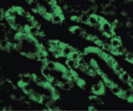 Immunofluorescence of CAD in Mouse Kidney cells with CAD antibody at 10 ug/ml.