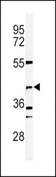 Western blot of DFFB Antibody in 293 cell line lysates (35 ug/lane). DFFB (arrow) was detected using the purified antibody.