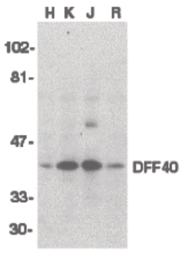 Western blot of DFF40 in HeLa (H), K562 (K), Jurkat (J), and Raji (R) whole cell lysate with DFF40 antibody (I18) at 1:500 dilution.