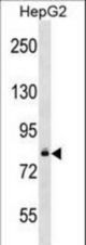 DGKB Antibody (T787) western blot of HepG2 cell line lysates (35 ug/lane). The DGKB antibody detected the DGKB protein (arrow).